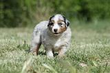 BERGER AUSTRALIEN PUPPIES 339
